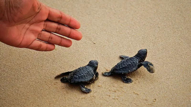 CasaInspira Mazunte vista a la playa desde habitacion prinicpal