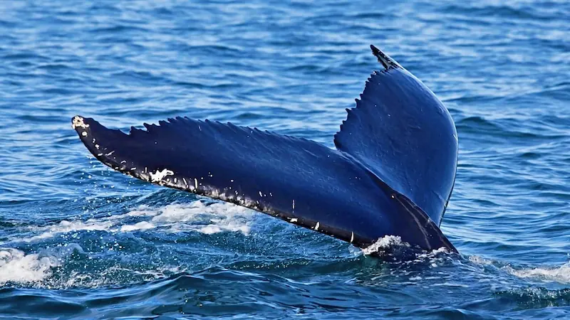 CasaInspira Mazunte vista a la playa desde habitacion prinicpal